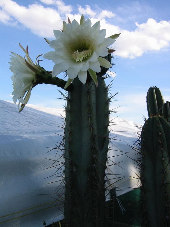 the Toothpick cactus